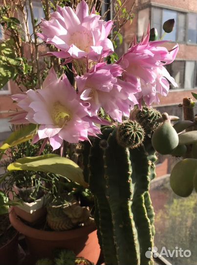 Кактус и его детки