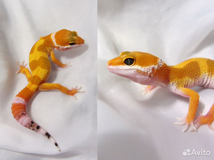 Морфные эублефары