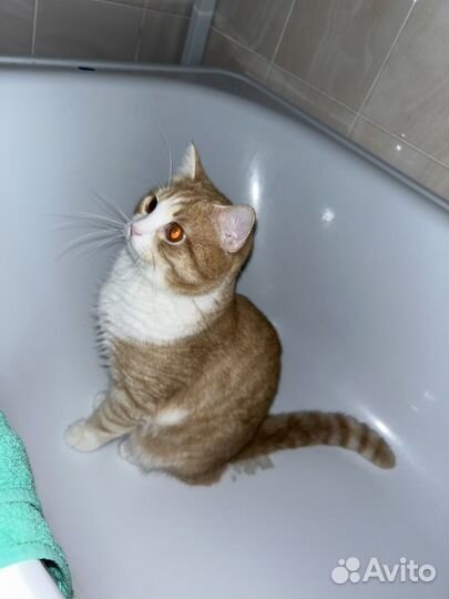 Котик