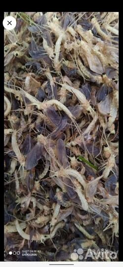 Метляк крупный