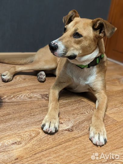 А добрые руки