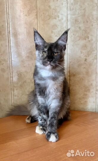 Мейн-кун девочка