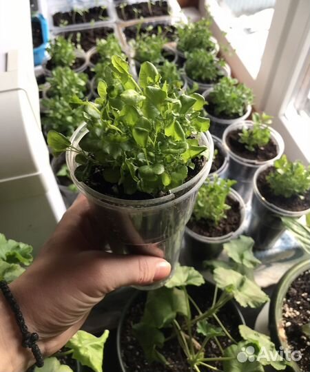 Лобелия голубой бриз стаканчик 0,5