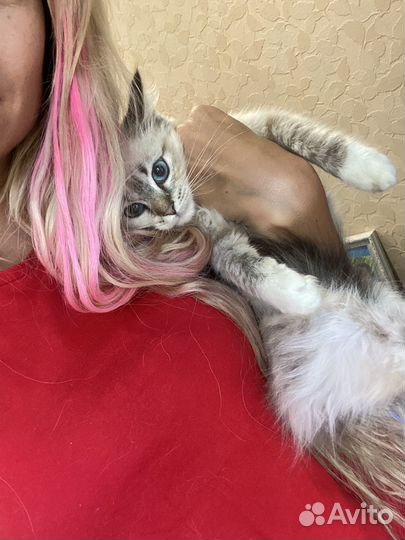 Невская маскарадная метис