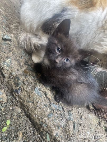 Кошка в дар