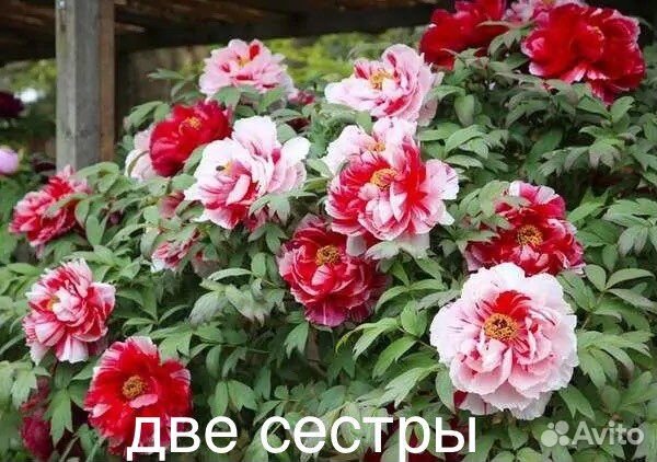 Древовидные Пионы