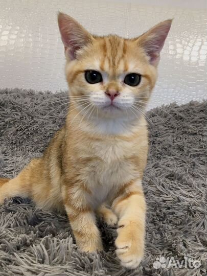 Шотландские золотые котята