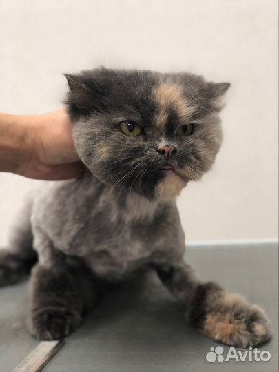 Профессиональная стрижка кошек и собак