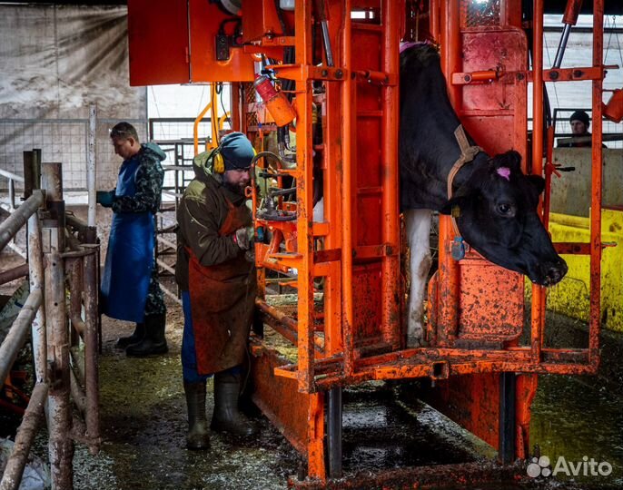 Станок для фиксации крс