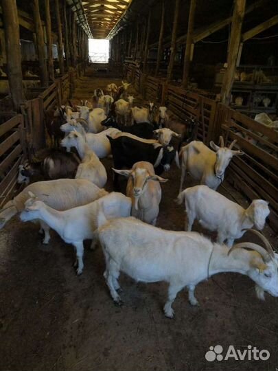 Молоко козье оптом