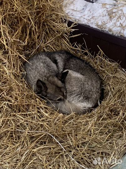 Сено солома