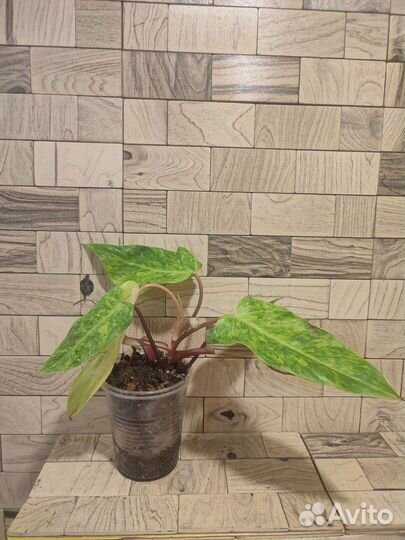 Филодендрон медуза