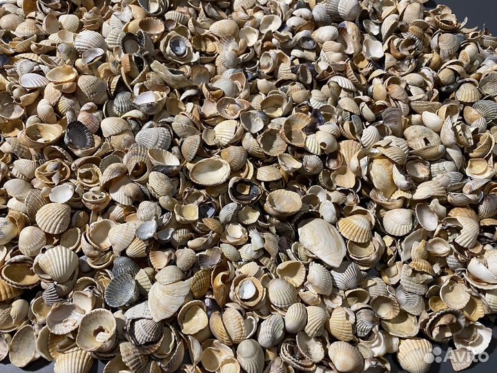 Морские ракушки с Азовского моря