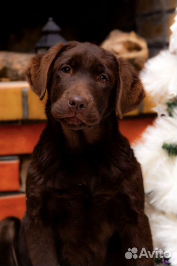 Щенки лабрадора