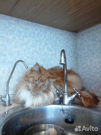 Надёжный сантехник. Заволжье. Выезжаю сразу