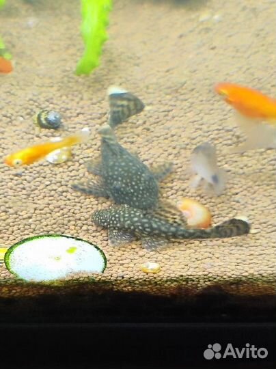 4 шт. Анциструс