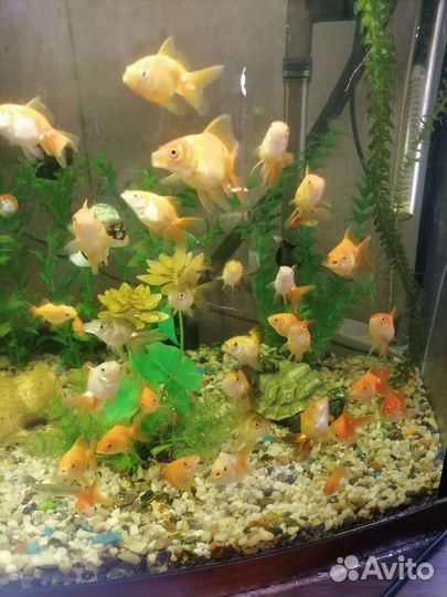 Мальки золотых рыбок