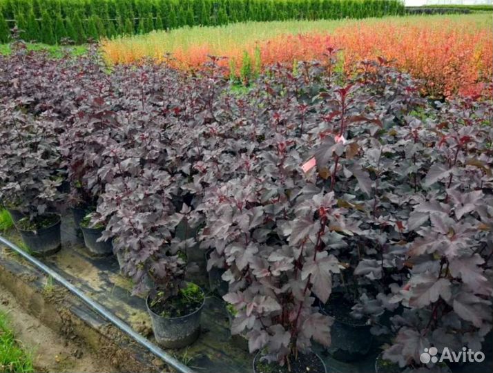 Пузыреплодник калинолистный