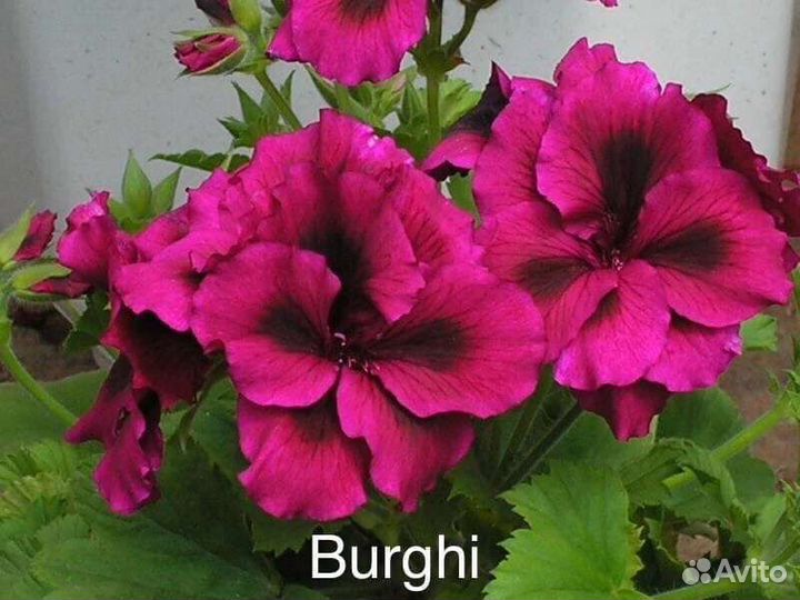 Пеларгонии