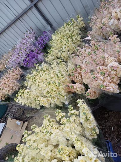 Букеты по 500р