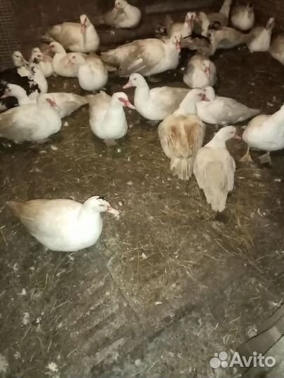 Индоутки на мясо