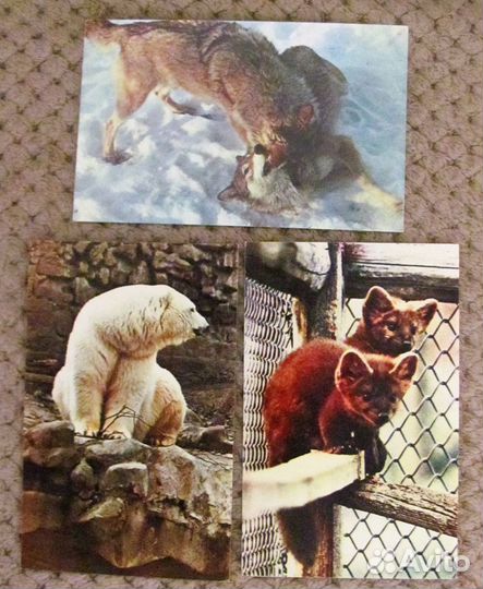 Советские открытки - Московский зоопарк