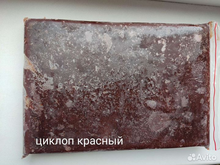 Циклоп красный, собственная добыча