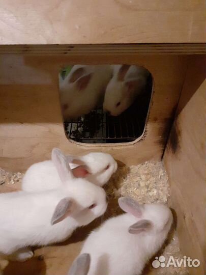 Крольчата