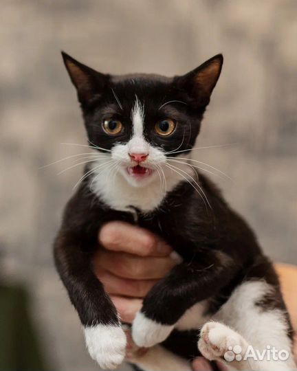 Кошечка в добрые руки