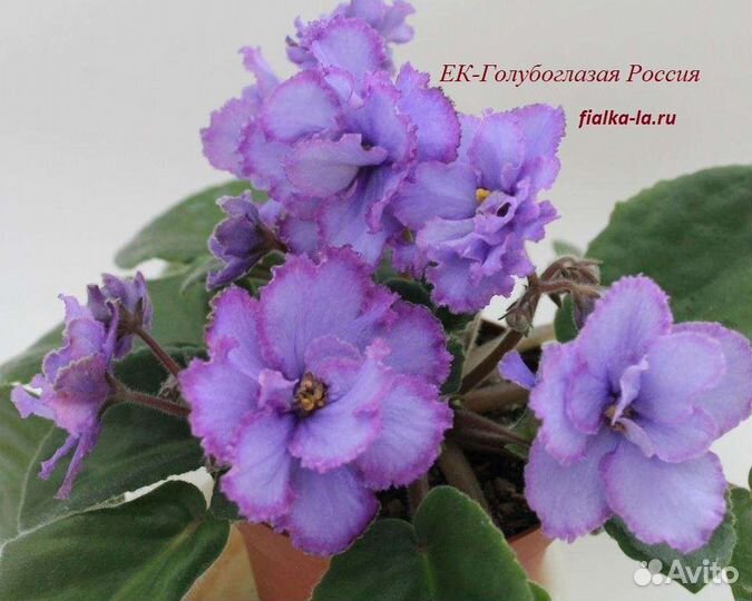 Лист срез/лист укор/Детки/взрослые фиалки