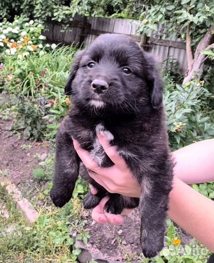 Щеночки в только в надежные руки