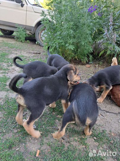 Отдам бесплатно в добрые руки