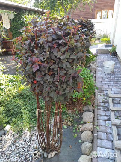 Многолетние цветы и кустарники