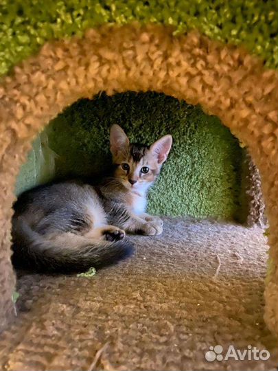 Продам котят породы чаузи ф3