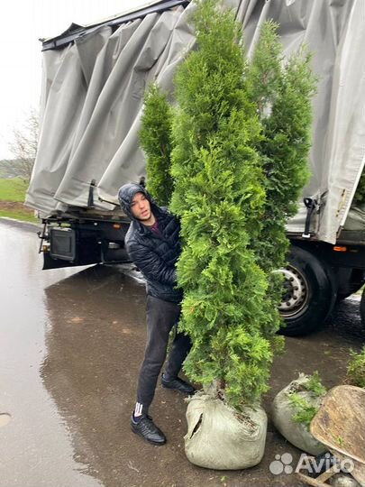 Туя Колумна с доставкой