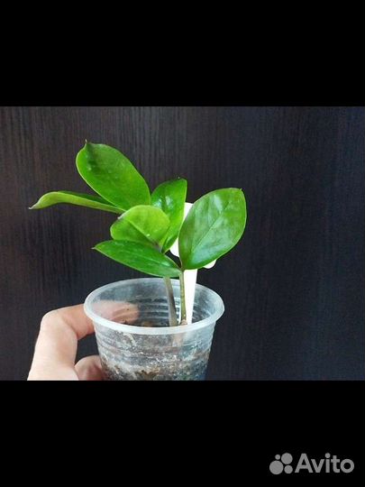 Замиокулькас обычный зеленый