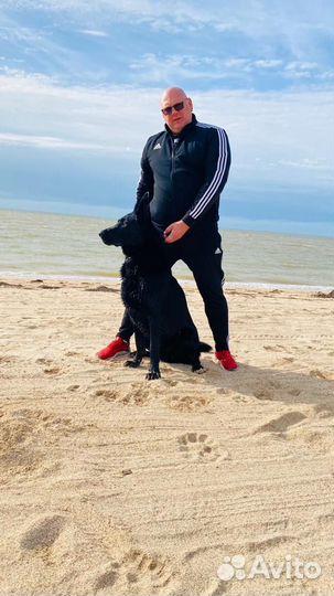 Восточно-европейская овчарка вязка