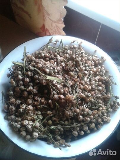 Семена табака, махорки