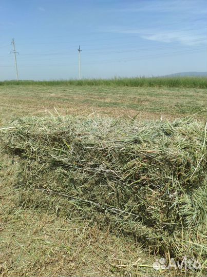 Сено люцерны в тюках