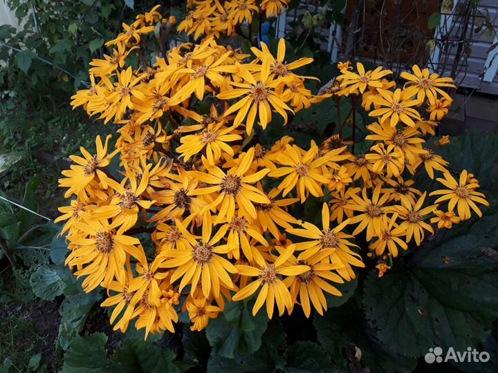 Садовые кустарники