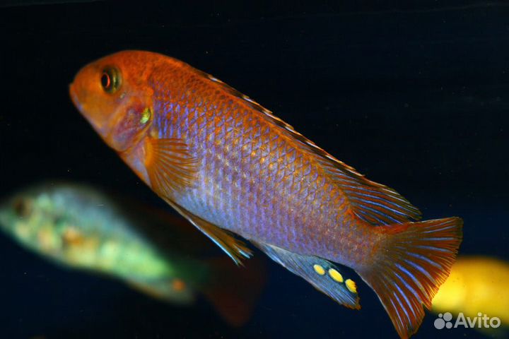 Малавийские цихлиды