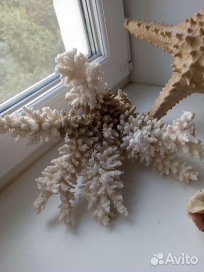 Морской коралл, звезда и ракушки