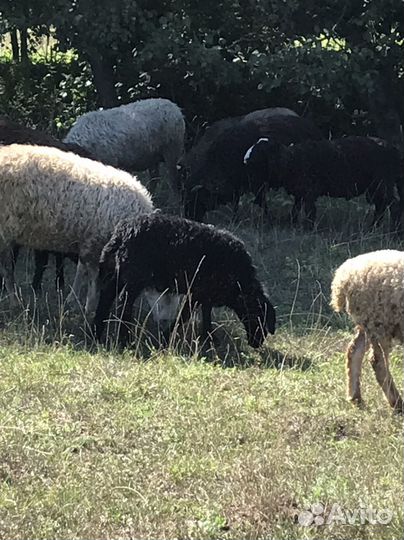 Овцы бараны