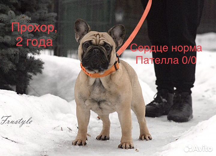 Кобель для вязки, кобели Чемпионы