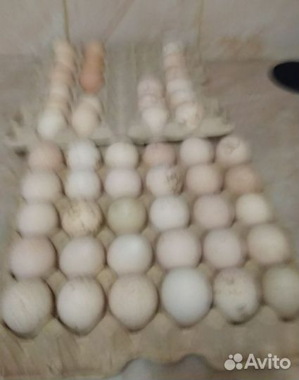 Домашняя птица