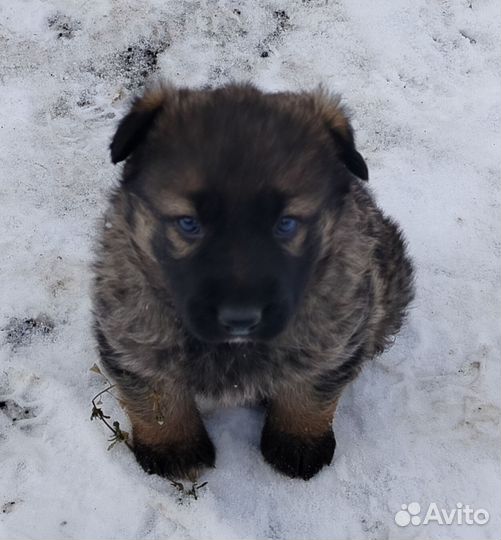 Щенок немецкой овчарки