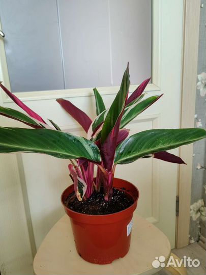 Строманта триколор