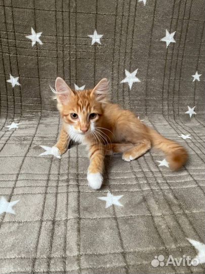 Рыжий котик Марс