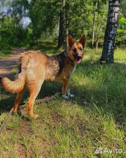 Маленькая собачка грустит в приюте
