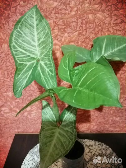 Сингониум и не только